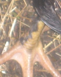 feather_leg1.jpg