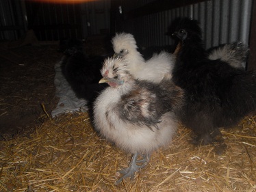 Zoo and chicks 049.JPG
