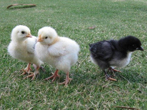 BRAHMA CHICKS.jpg