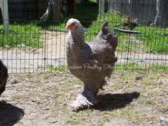 Brahma Silver Crele pullet 'Billy' at 16 weeks (WinCE).JPG