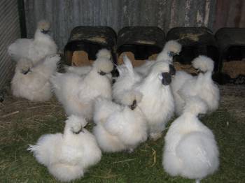 silkie 2.jpg