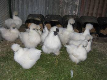 silkie 5.jpg
