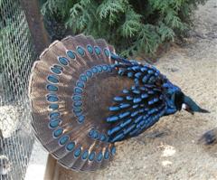 Palawan Peacock Pheasant (WinCE).jpg