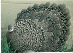 Palawan Peacock Pheasant hen (WinCE).jpg