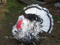 TURKEYs Mr Tilly tail almost grown back after moult (WinCE).JPG