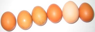 Barnie + LS Eggs 30-4-11_2.jpg