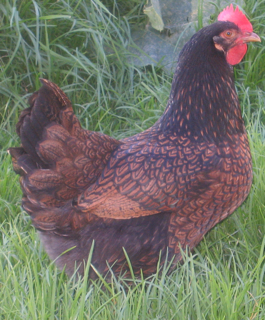 Barnies_2.jpg