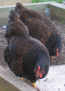 Barnies_3.jpg