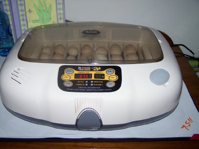 100_9055.1.jpg