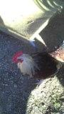 Mystery Rooster.jpg