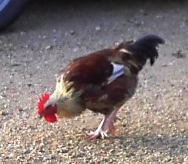 Mystery Rooster 2.jpg