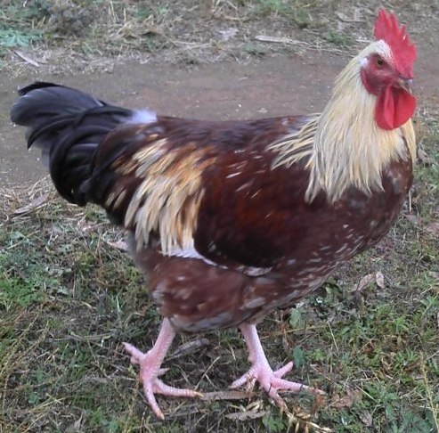 Mystery Rooster 3.jpg