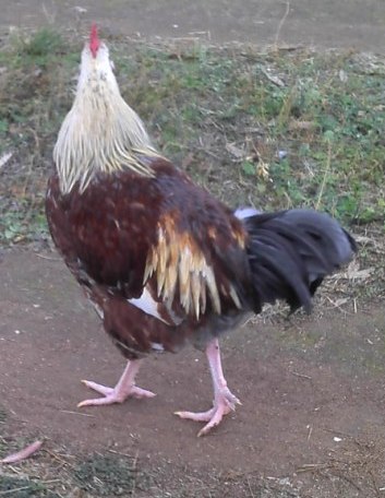 Mystery Rooster 4.jpg