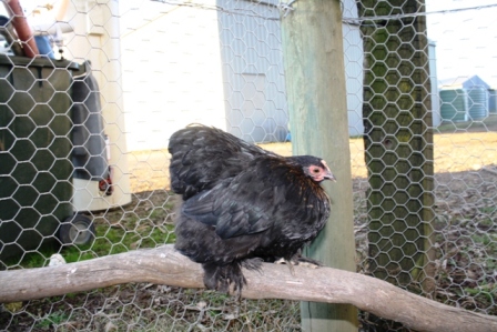 chooks 020.JPG