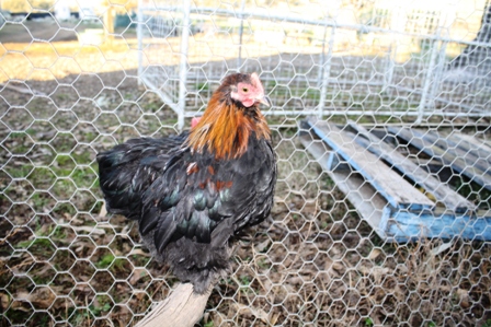 chooks 026.JPG