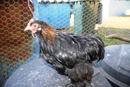 chooks 027.JPG