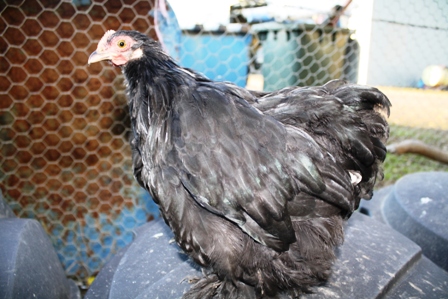 chooks 033.JPG