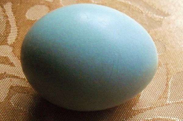 My First Egg.JPG