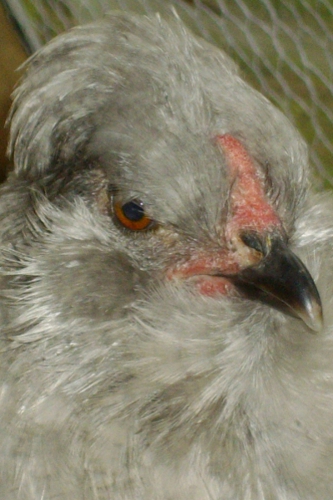 Pretty Poulet.JPG