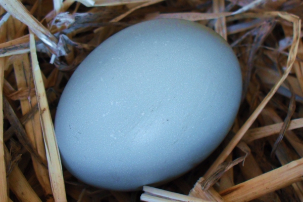 2nd Egg.JPG