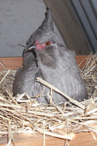Broody Girl.JPG