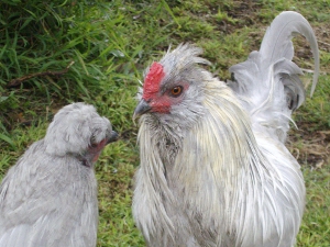 Must you always take a mud bath!.JPG