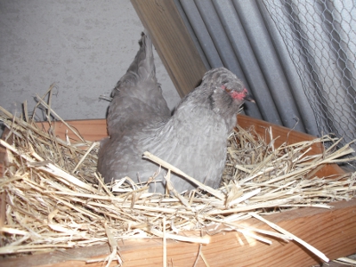 Moved nesting box..jpg