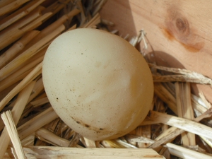 Her First Egg.jpg