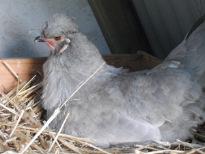 Laying her first egg.jpg