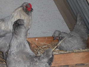She's in MY nesting box!.jpg