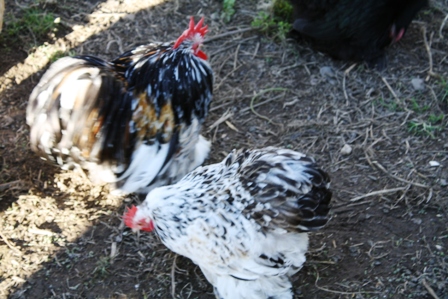 chooks 113.JPG