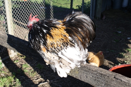 chooks 089.JPG