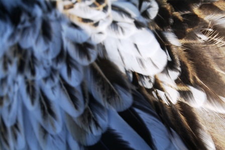 chooks 069.JPG