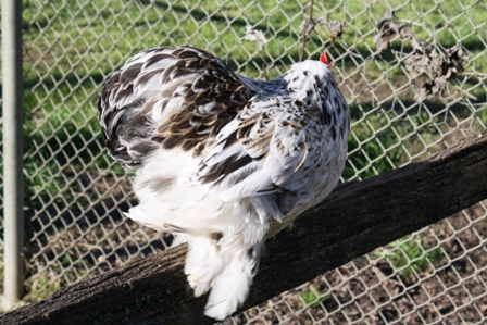 chooks 072.JPG
