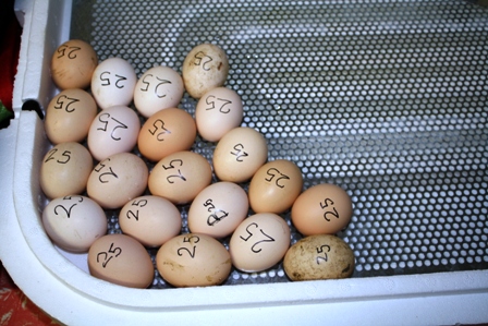 chook eggs 001.JPG