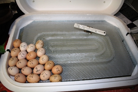 chook eggs 003.JPG