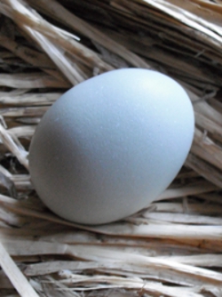 Freshly Laid Araucana Egg.jpg