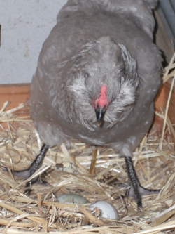 Araucana Laying Her Egg Photo 4.jpg
