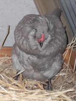 Araucana Laying Her Egg Photo 3  .jpg