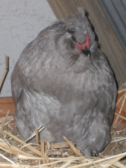 Araucana Laying Her Egg Photo 2.jpg