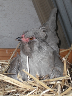 Araucana Laying Her Egg Photo 1.jpg