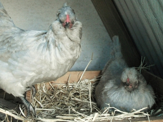 Secret Hen's Business.jpg