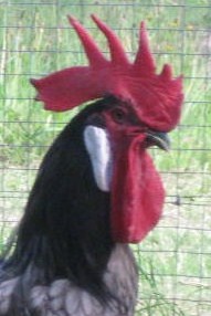 Señor Gallo Azul Andaluz.jpg