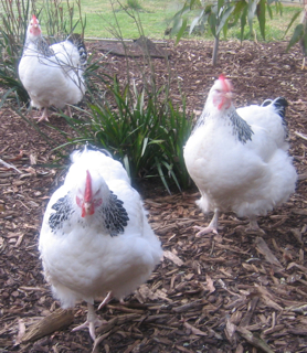 Pearl,Penelope & Patricia.jpg