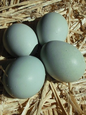 Small Blue Clutch.jpg