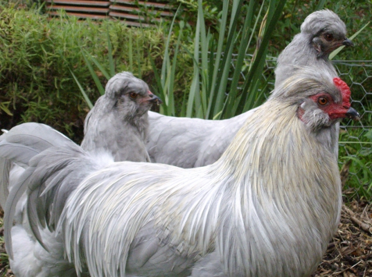 Trio of Lavender Araucanas.jpg