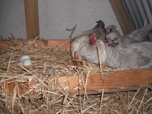 Roosting In The Nesting Box.jpg