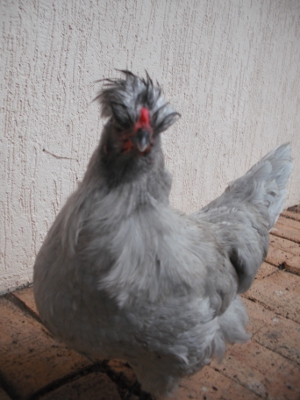 Bad Feather Day.JPG