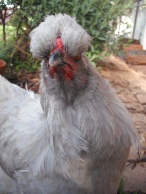 My New Bouffant Hairdo.jpg