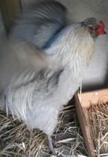 Mr. Rooster got into a flap!.jpg